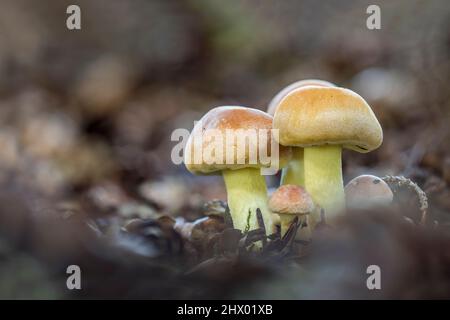 Schwefeltuft-Pilz; Hypholoma fasciculare; Großbritannien Stockfoto