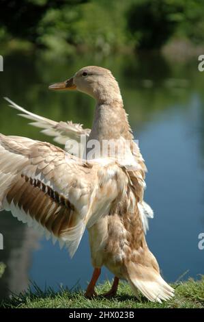 Ente bereitet sich auf den Flug vor. Stockfoto