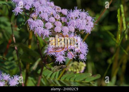 Schweben auf der Nebel-Blume fliegen Stockfoto