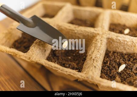 Pflanzen von Samen in Torftopf auf alten Grunge-Holztisch. Säen von Gurkensamen im Boden. Gartenarbeit im Haus. Selektiver Fokus. Stockfoto