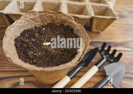 Pflanzen von Samen in Torftopf auf alten Grunge-Holztisch. Säen von Gurkensamen im Boden. Gartenarbeit im Haus. Draufsicht. Selektiver Fokus. Stockfoto