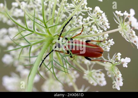 Weibchen des rotbraunen Longhorn-Käfer (Stictoleptura rubra) auf Blüte. Stockfoto