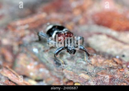 Der Ameisenkäfer - Thanasimus formicarius, auch bekannt als der europäische Rotbauchkäfer Stockfoto