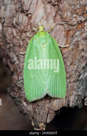 Motte der grünen Eiche tortrix (tortrix viridana), auch bekannt als Europäische Eiche leafroller . Stockfoto