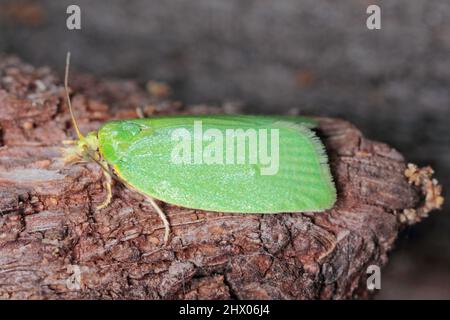 Motte der grünen Eiche tortrix (tortrix viridana), auch bekannt als Europäische Eiche leafroller . Stockfoto