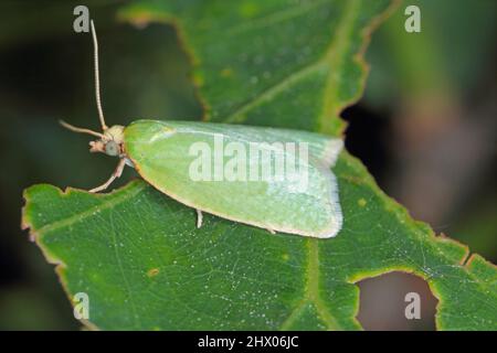 Motte der grünen Eiche tortrix (tortrix viridana), auch bekannt als Europäische Eiche leafroller . Stockfoto