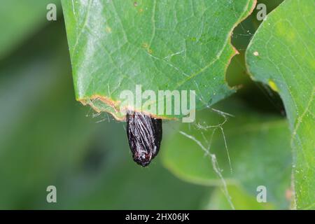 Puppe der grünen Eiche tortrix (tortrix viridana), auch bekannt als europäische Eiche leafroller . Stockfoto