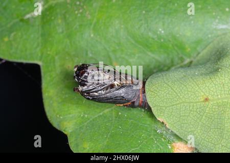 Puppe der grünen Eiche tortrix (tortrix viridana), auch bekannt als europäische Eiche leafroller . Stockfoto