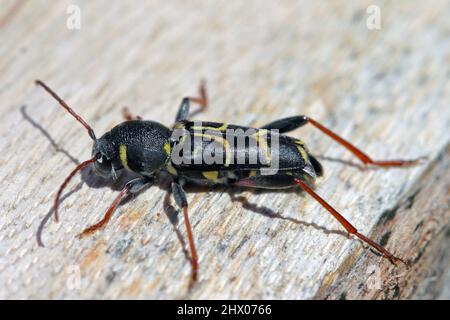 Longhorn-Käfer (Xylotrechus antilope, Cerambycidae). Weibchen legt Eier in die Eichenrinde Stockfoto