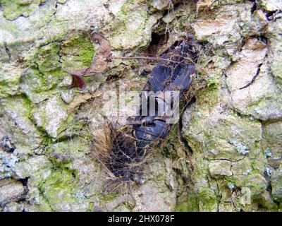 Puppenuntersuchung der Zigeunermotte (Lymantria dispar) an Baumrinde. Stockfoto