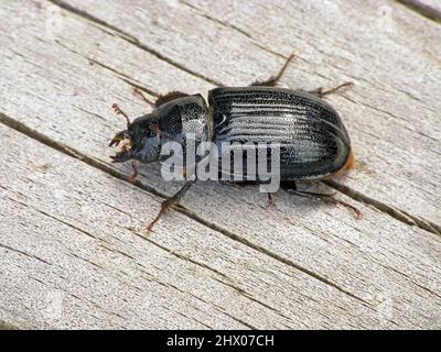 Das Weibchen eines seltenen Hirschkäfer Ceruchus chrysomelinus, ein kritisch gefährdeter Käfer, der in europäischen Urwäldern und alten Wachstumswäldern vorkommt. Stockfoto