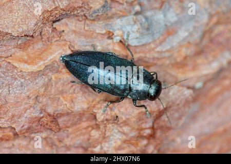 Stahlblauer Edelkäfer Phaenops cyanea auf Kiefernrinde. Es ist ein Pest von Kiefern aus der Familie Buprestidae, bekannt als Edelkäfer oder metallische Holzbohrer Stockfoto