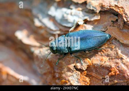 Stahlblauer Edelkäfer Phaenops cyanea auf Kiefernrinde. Es ist ein Pest von Kiefern aus der Familie Buprestidae, bekannt als Edelkäfer oder metallische Holzbohrer Stockfoto