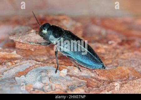 Stahlblauer Edelkäfer Phaenops cyanea auf Kiefernrinde. Es ist ein Pest von Kiefern aus der Familie Buprestidae, bekannt als Edelkäfer oder metallische Holzbohrer Stockfoto