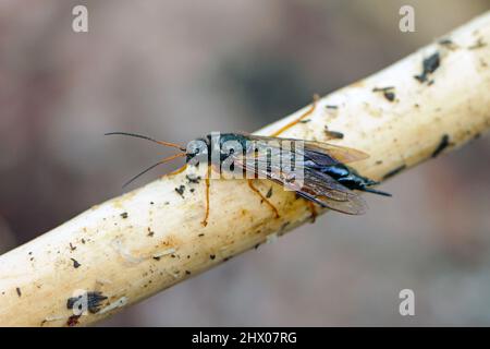 Hornschwanz oder Holzwespe Sirex juvencus auf dem Fichtenzweig. Stockfoto