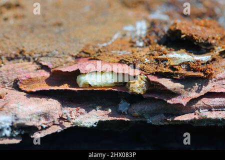 Puppen des Käfers aus der Familie der Cerambycidae (Langhornkäfer). Stockfoto