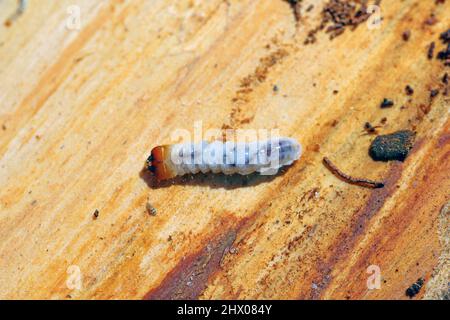 Larve des Käfer aus der Familie Cerambycidae (Langhornkäfer). Stockfoto