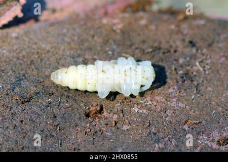 Puppen des Käfers aus der Familie der Cerambycidae (Langhornkäfer). Stockfoto