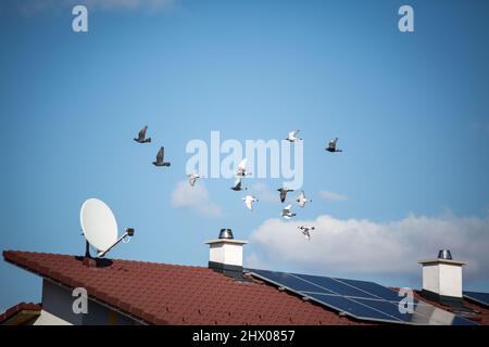 Fliegende Tauben Stockfoto