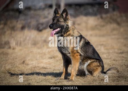 Deutscher Schäferhund (elsässischer) sitzend Stockfoto