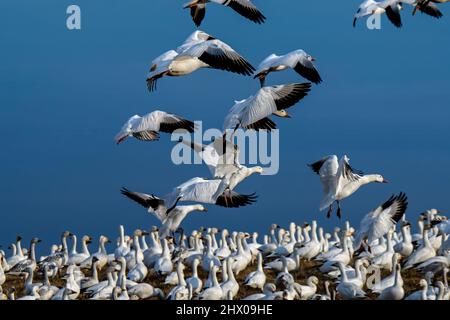 Schneegänse, die während der Frühjahrsmigration im Middle Creek Wildlife Management Area in der späten Nachmittagssonne auf einem Grasfeld landen. Stockfoto