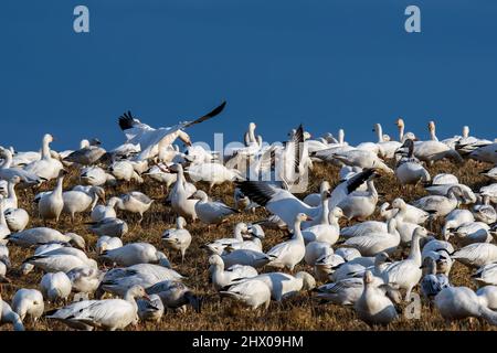 Schneegänse, die während der Frühjahrsmigration im Middle Creek Wildlife Management Area in der späten Nachmittagssonne auf einem Grasfeld landen. Stockfoto