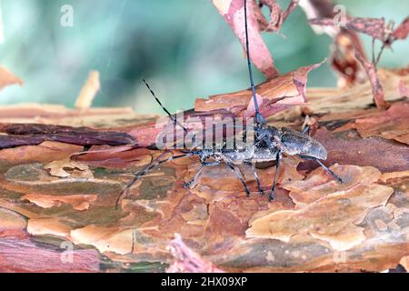 Der Kiefer-sawyer-Käfer, auch als der schwarze Kiefer-sawyer-Käfer - Monochamus galloprovincialis bezeichnet. Es ist eine Pest von Kiefern in Wäldern. Stockfoto