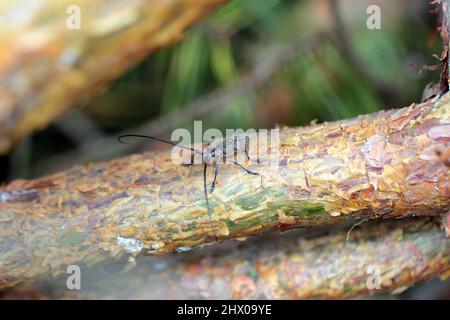 Der Kiefer-sawyer-Käfer, auch als der schwarze Kiefer-sawyer-Käfer - Monochamus galloprovincialis bezeichnet. Es ist eine Pest von Kiefern in Wäldern. Stockfoto