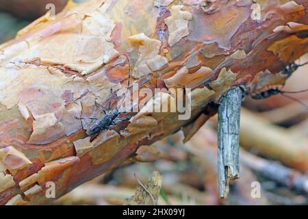 Der Kiefer-sawyer-Käfer, auch als der schwarze Kiefer-sawyer-Käfer - Monochamus galloprovincialis bezeichnet. Es ist eine Pest von Kiefern in Wäldern. Stockfoto