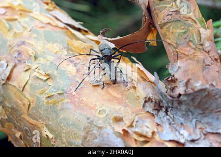Der Kiefer-sawyer-Käfer, auch als der schwarze Kiefer-sawyer-Käfer - Monochamus galloprovincialis bezeichnet. Es ist eine Pest von Kiefern in Wäldern. Stockfoto