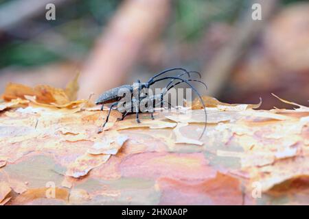 Der Kiefer-sawyer-Käfer, auch als der schwarze Kiefer-sawyer-Käfer - Monochamus galloprovincialis bezeichnet. Es ist eine Pest von Kiefern in Wäldern. Stockfoto