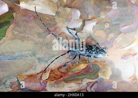 Der Kiefer-sawyer-Käfer, auch als der schwarze Kiefer-sawyer-Käfer - Monochamus galloprovincialis bezeichnet. Es ist eine Pest von Kiefern in Wäldern. Stockfoto
