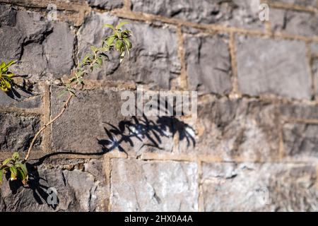 Licht und Schatten in der Natur und in der Agglomeration Stockfoto
