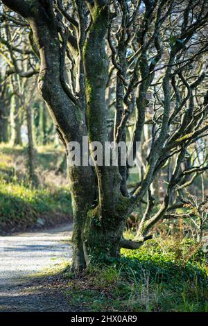 Erstaunliche Bäume in der Natur bizarr verdreht und überwuchert Stockfoto