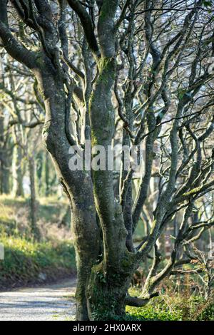 Erstaunliche Bäume in der Natur bizarr verdreht und überwuchert Stockfoto