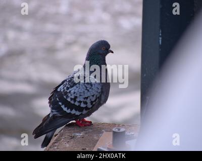 Seevögel in Gdańsk Brzeźno hölzerne Pier, Polen Stockfoto