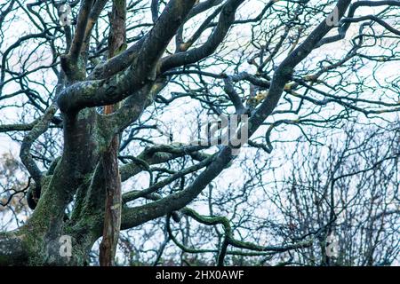 Erstaunliche Bäume in der Natur bizarr verdreht und überwuchert Stockfoto