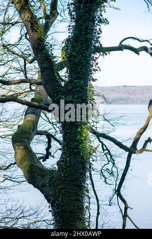 Erstaunliche Bäume in der Natur bizarr verdreht und überwuchert Stockfoto