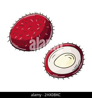 Rambutan. Satz von Vektorgrafiken im handgezeichneten Stil. Kinderzeichnungen, Poster mit Früchten. Sammlung von Symbolen, Schilder, Pins, Aufkleber Stock Vektor