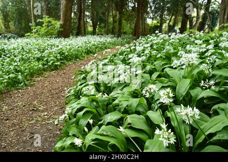 Ransoms, (Allium ursinum), auch bekannt als wilder Knoblauch, Buchramm, Knoblauch mit breitem Schaft und Knoblauch, der unter den Bäumen in einem kleinen Holz in der cen blüht Stockfoto