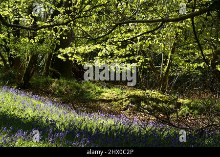 Bluebells unter Backlit-Buchenblättern im Schatten eines uralten Mischwaldes in Somerset.UK Stockfoto