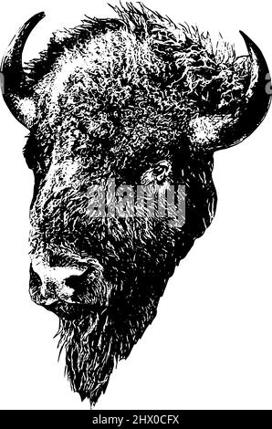 American Bison Head Illustration in schwarz auf weißem Hintergrund Stock Vektor