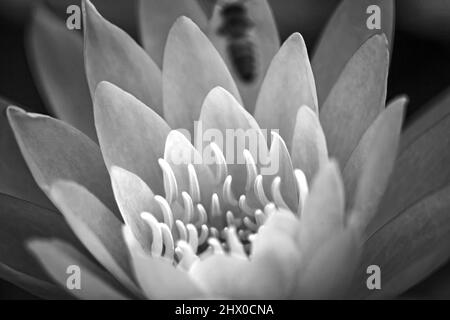 Teichlilie Nymphaea caerulea 15275 Stockfoto