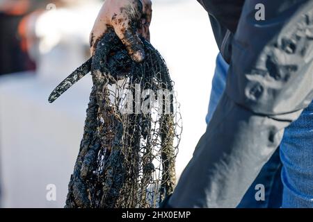 Kiel, Deutschland. 07. März 2022. Ein Mann hält ein schmutziges Messer in der Hand, um ein Fischernetz zu reinigen. Gemeinsam mit dem Schleswig-holsteinischen Umweltministerium hat die Umweltstiftung WWF am 07.03.2022 eine verlorene Fischfalle in der Ostsee vor Kiel geborgen. Die Netze sind eine Gefahr für Fische und Seevögel. Sie können auch zu Todesfallen für Robben und Schweinswale werden, wenn die Tiere in ihnen gefangen werden. Quelle: Frank Molter/dpa/Alamy Live News Stockfoto