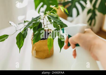 Nahaufnahme Hand mit Sprühflasche Gießen Ficus Baum in Kraftpapier Topf. Grünflächen im Innenbereich. Konzept der häuslichen Gartenarbeit und Pflege von Zimmerpflanzen. Eingetopfte Hausblume. Stockfoto