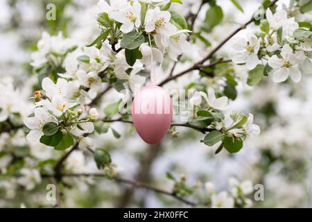 Osterhintergrund. Rosa Osterei auf einem blühenden Apfelbaum. Stockfoto