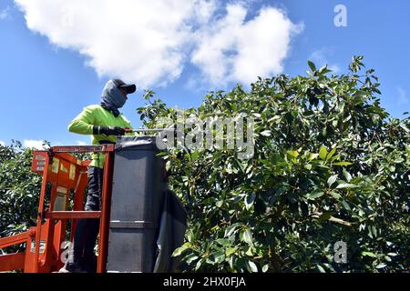 Ein Arbeiter in einem Kirschpflücker, der Avocado's im hohen Norden von Tropical Queensland, Australien, sammelt Stockfoto