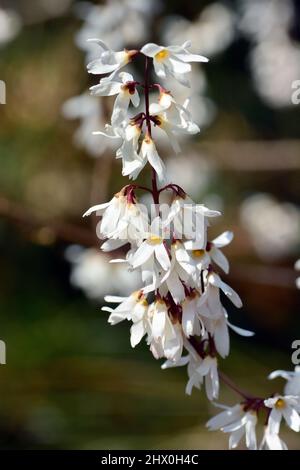 Miseonnamu, koreanische abeliophyllum, Schneeforsythie, Abeliophyllum destichum, koreai hóvessző Stockfoto