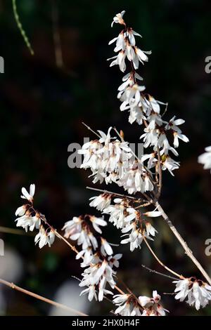 Miseonnamu, koreanische abeliophyllum, Schneeforsythie, Abeliophyllum destichum, koreai hóvessző Stockfoto
