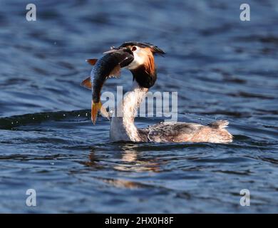 Ein großer ausgeruhter Grebe hat einen unglaublich großen Fisch gefangen Stockfoto